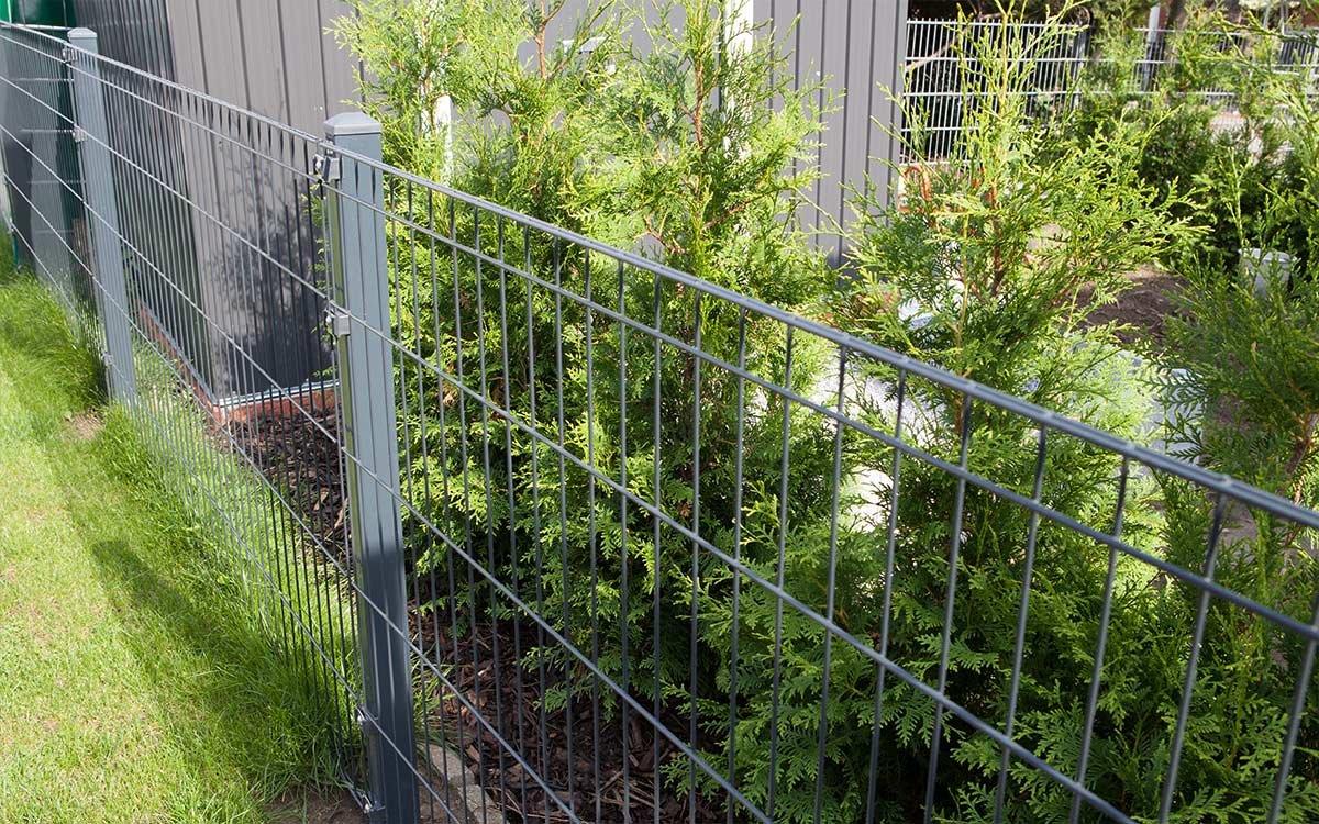 Doppelstabmattenzaun anthrazit im Garten mit Sichtschutzpflanzen und Gras
