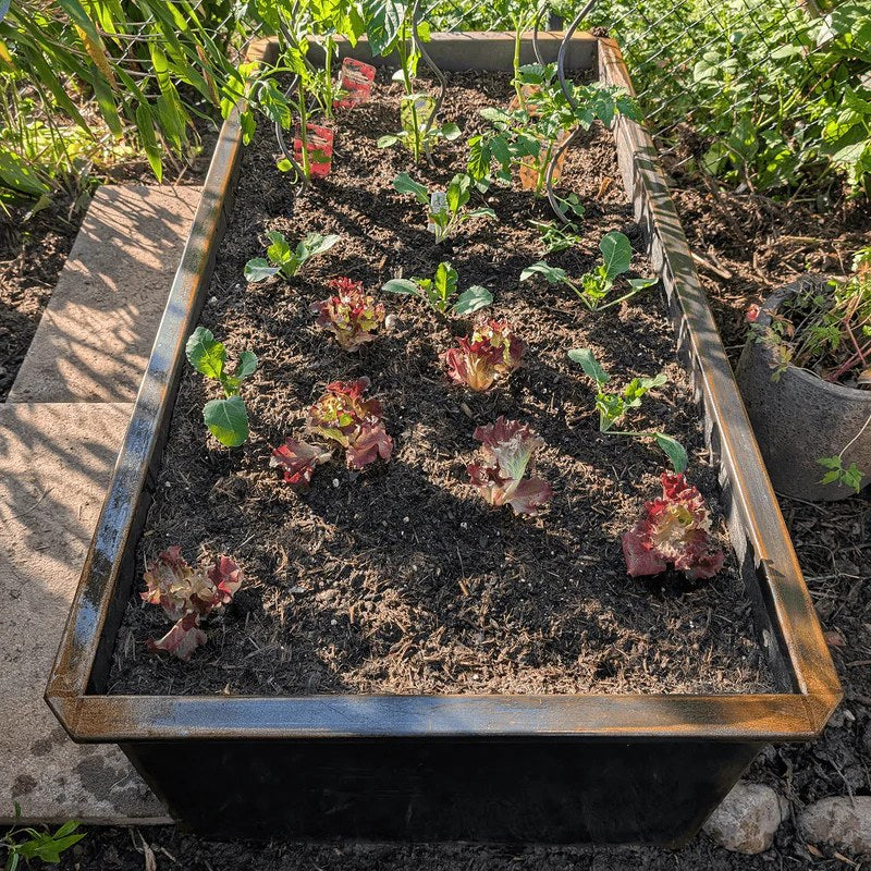 Cortenstahl Hochbeet mit nach außen gekanteter Schneckenschutz-Oberkante, frisch bepflanzt mit Salat, Kohlrabi und Jungpflanzen