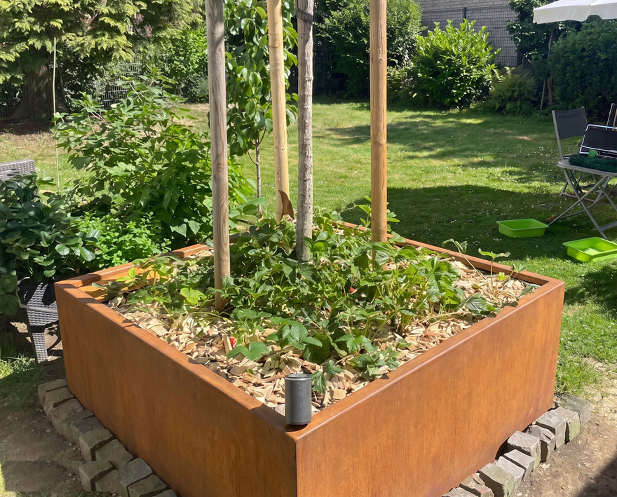 Quadratisches Cortenstahl Hochbeet mit ausgebildeter Edelrost-Patina, bepflanzt mit Erdbeeren und jungem Obstbaum im sonnigen Garten